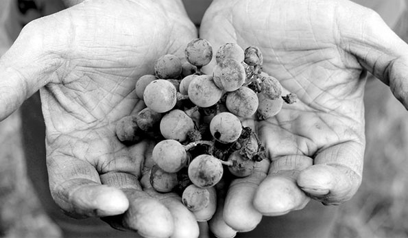 Un grappolo tra le mani