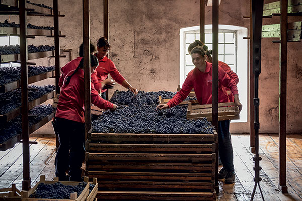 La messa a riposo delle uve per l'Amarone