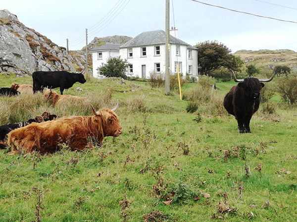 Bovini al pascolo sull'isola di Skye
