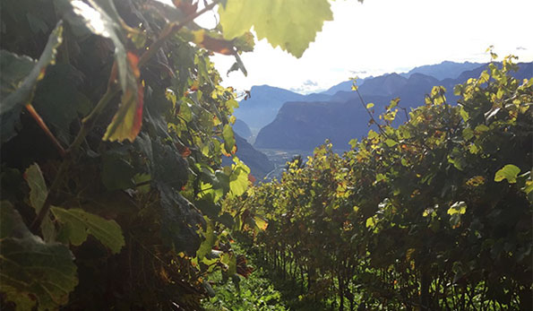 Vigneto in Alto Adige