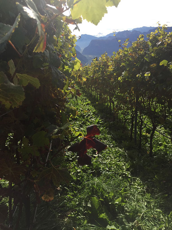 vigneto in Alto Adige