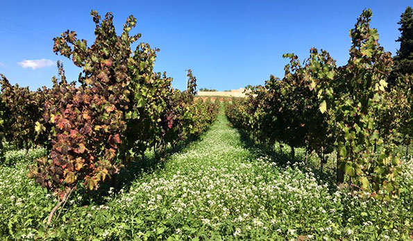 Vigneto azienda La Chiusa