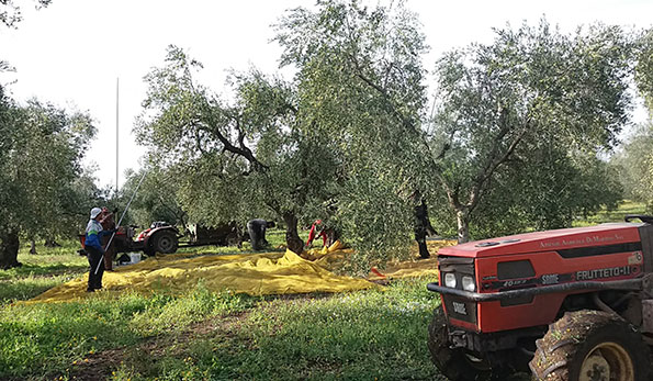 Raccolta delle olive