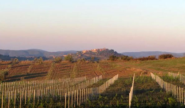 Vigneto azienda Purovino