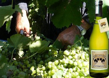 Treviso Prosecco Carolina Gatti