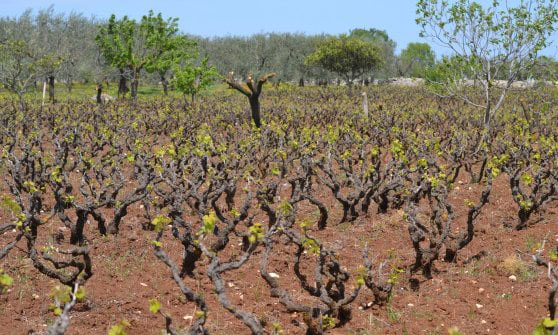 Vecchi alberelli di primitivo