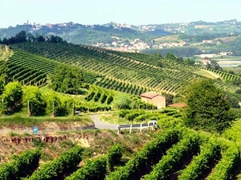 Vigneti azienda Cocchi