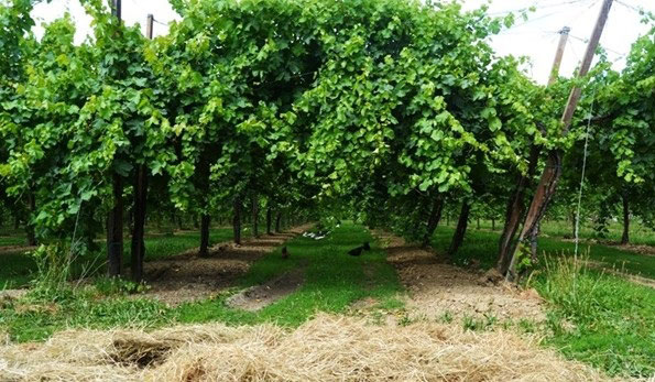 Vigneto azienda Carolina Gatti