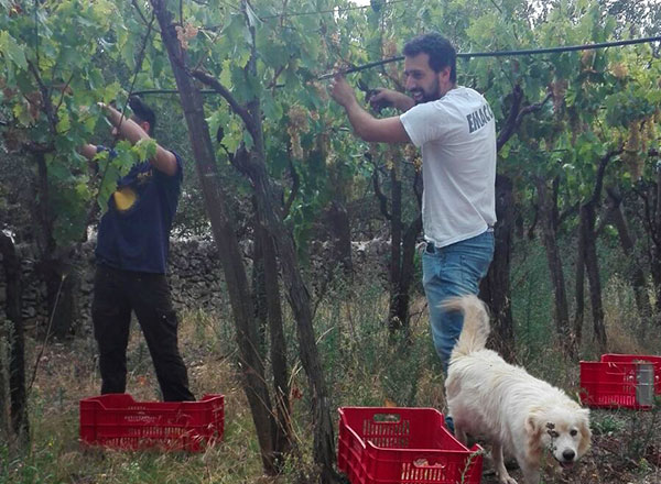 Marco Ludovico in vigna