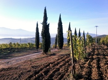 Vigneti azienda San Polino
