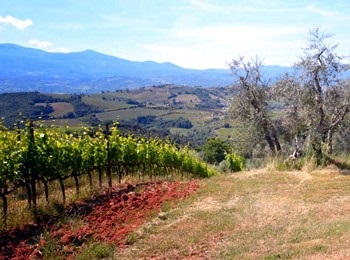 vigneto azienda San Polino