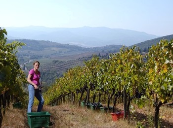 algtre vigne azienda San Polino