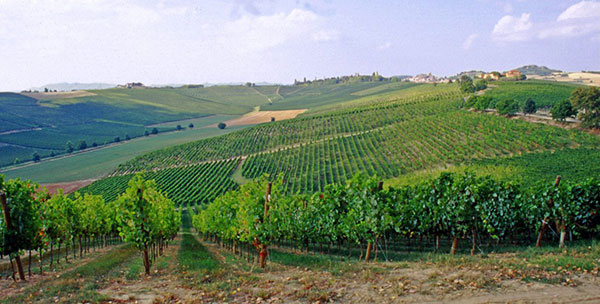 Vigneti Cantine Fina