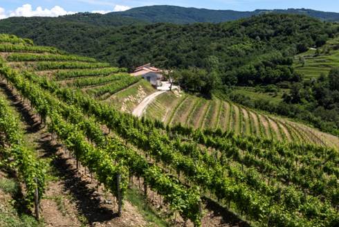 Vigneti Tenuta Stella