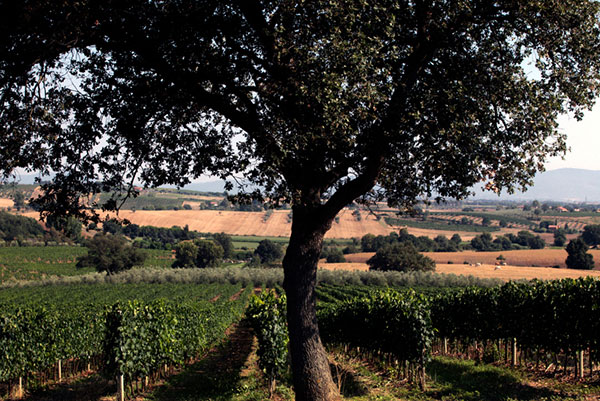Paesaggio nel territorio del Morellino di Scansano