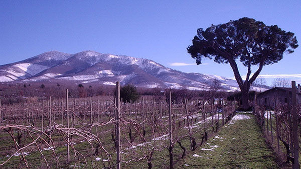 Un bellissimo albero tra le vigne di Luca e Sara Carbone