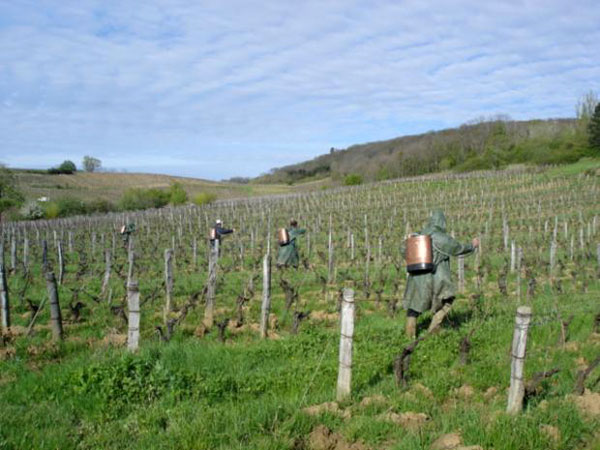 Applicazione preparato biodinamico