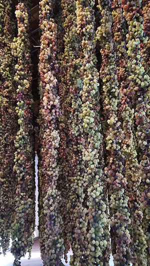 Uve in appassimento per il Torcolato