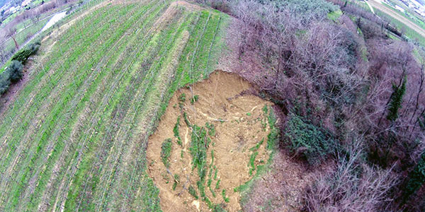 Il vigneto di riesling di Marco Cecchini