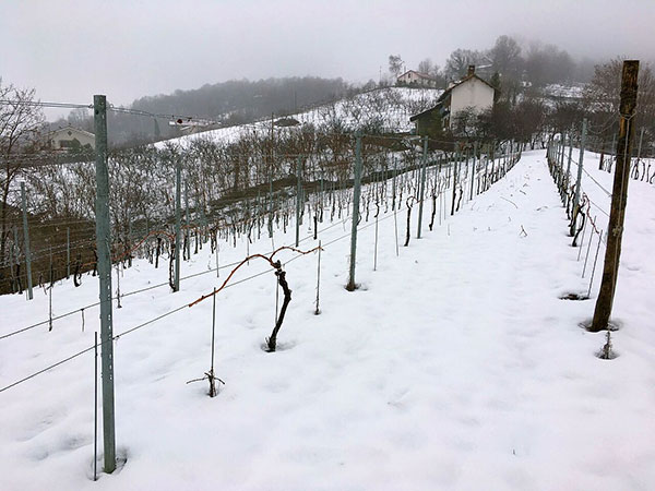 Il vigneto sperimentale di Villa Novetta