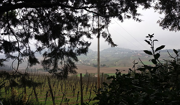 Vigne zona Bertinoro
