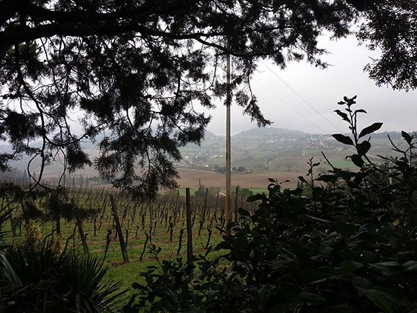 Vigneti nell'area di Bertinoro