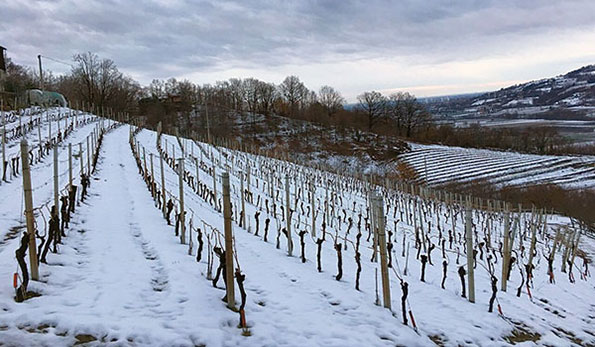 Vigneto di Pelaverga