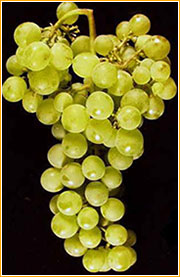 vitigno aramon blanc