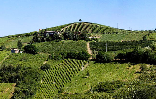 Vigneti azienda Quaquarini