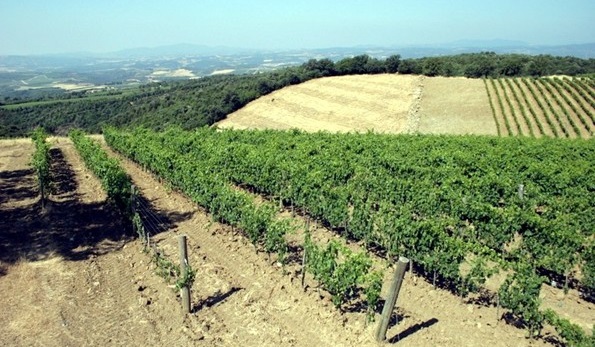 Vigne Podere Sanlorenzo