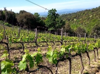 altre vigne di Podere Sanlorenzo