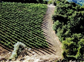 filari Podere Sanlorenzo