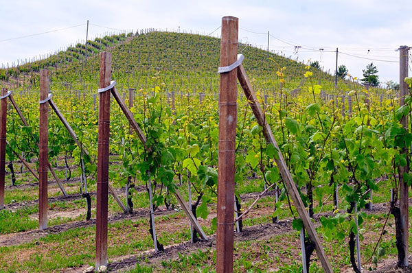 Vigneto Bricco Caramelli