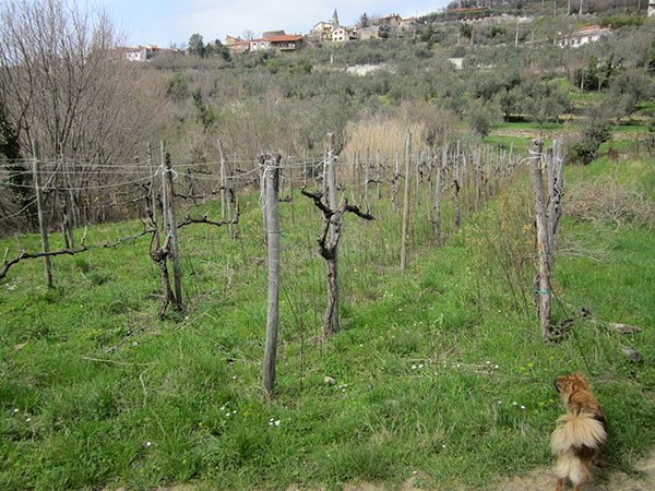 filari azienda Parovel