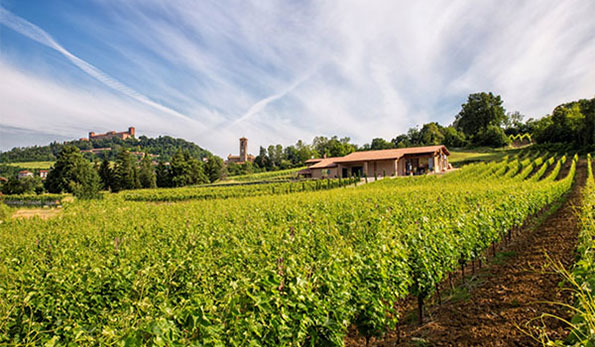 Vigneti azienda Finigeto