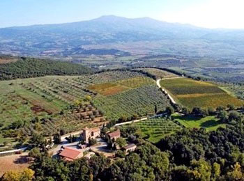 Vigneti azienda Lisini