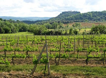 Vigneto azienda Lisini