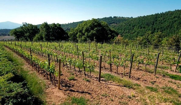 Vigne azienda La Cerbaiola