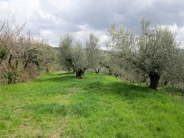 ulivi azienda Parovel