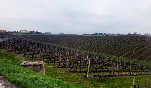 Veduta vigneti Cantine Cesari