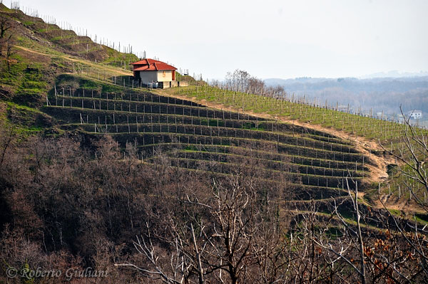 Il cru Osso S.Grato di Antoniolo