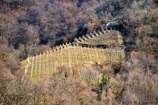 vigneto a Gattinara