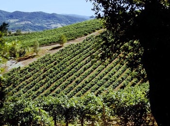 vigneti azienda Lusenti