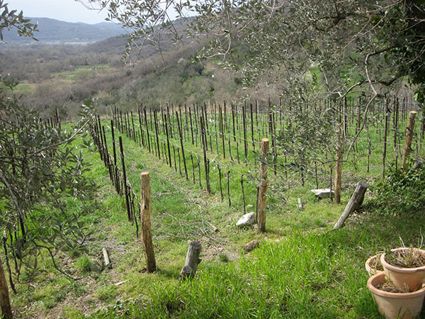 vigneto azienda Parovel