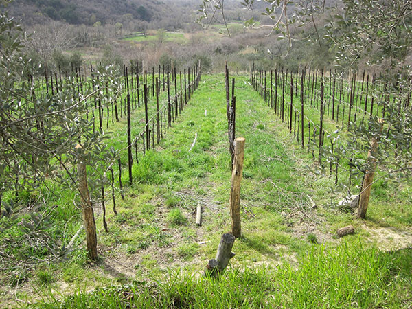 altro vigneto azienda Parovel