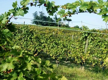 vigneto azienda Lusenti