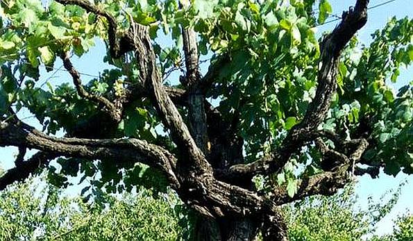 Barrasso - vite secolare