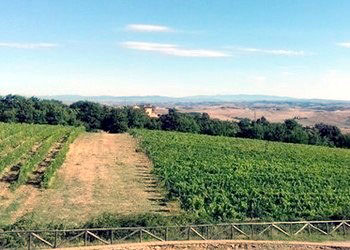 vigneti azienda Bartoli Giusti