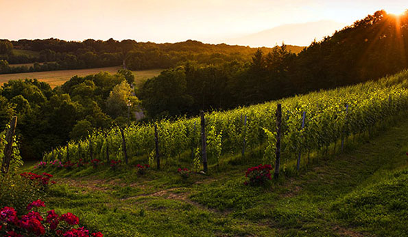 vigne azienda Cascina Preziosa