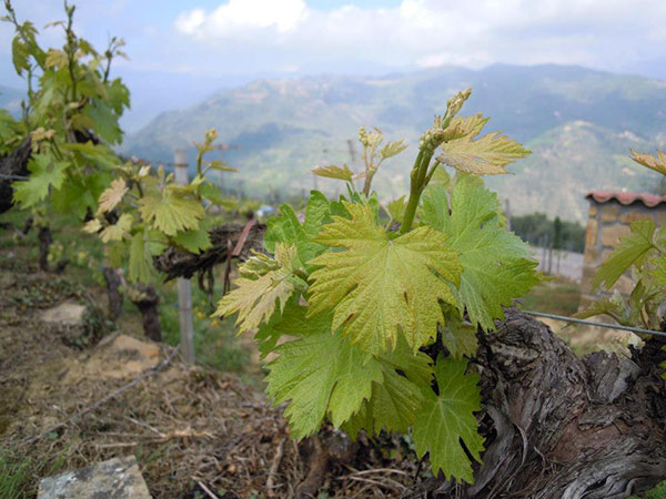 Barbatelle di rossese